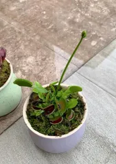 Venus Flytrap Cultivation Tips (A Detailed Guide for Sun-Loving Plants, Planting and Maintenance Techniques) 2