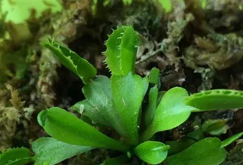 Venus Flytrap Cultivation Tips (A Detailed Guide for Sun-Loving Plants, Planting and Maintenance Techniques) 3