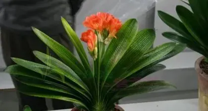 Caring for Clivia Miniata in Summer0