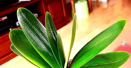 Caring for Clivia Miniata in Summer1