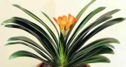 Caring for Clivia Miniata in Summer2