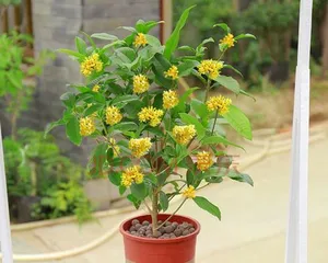 Trees that bloom in all four seasons (exploring trees that have flowers all year round)1