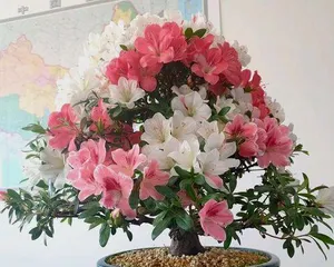 Trees that bloom in all four seasons (exploring trees that have flowers all year round)2