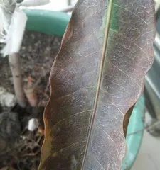 What should be done if the leaves of fruit trees are withered? What are the cultivation techniques for fruit trees?0