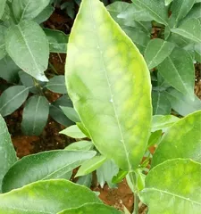 What should be done if the leaves of fruit trees are withered? What are the cultivation techniques for fruit trees?1