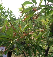 What should be done if the leaves of fruit trees are withered? What are the cultivation techniques for fruit trees?2