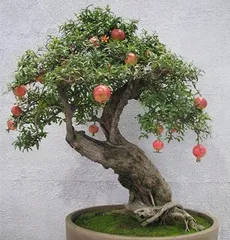 The Art of Caring for Potted Pomegranates (From Selection to Maintenance, Let Your Pomegranate Tree Thrive)0