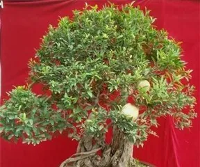 The Art of Caring for Potted Pomegranates (From Selection to Maintenance, Let Your Pomegranate Tree Thrive)1