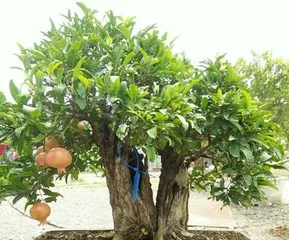 The Art of Caring for Potted Pomegranates (From Selection to Maintenance, Let Your Pomegranate Tree Thrive)2