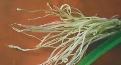 Prevention and Control of Garlic Virus Diseases (Understanding the symptoms and preventive measures of virus diseases to protect the garlic industry)