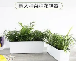 M槽盆 Flower Care Guide (Flower Varieties Suitable for Planting in M槽盆 and Precautions)0