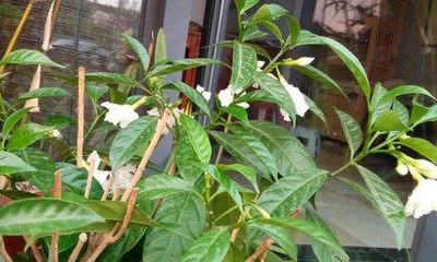 Is Erythrina suitably grown indoors? (Understanding the toxicity and cultivation techniques of Erythrina)0