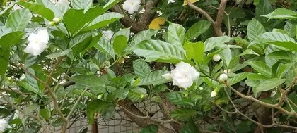 Is Erythrina suitably grown indoors? (Understanding the toxicity and cultivation techniques of Erythrina)1