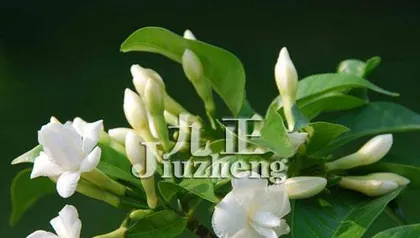 Is Erythrina suitably grown indoors? (Understanding the toxicity and cultivation techniques of Erythrina)2
