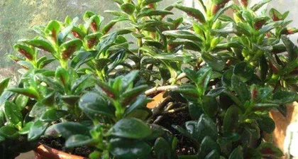 How to care for a goldfish plant? How does the goldfish plant like light?0