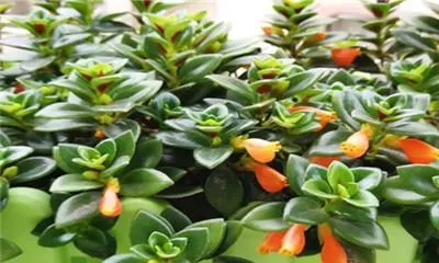 How to care for a goldfish plant? How does the goldfish plant like light?1