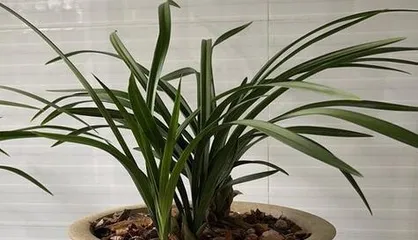 Can Enzymes Water Orchids? (Exploring the Role and Usage of Enzymes in Orchid Care)0