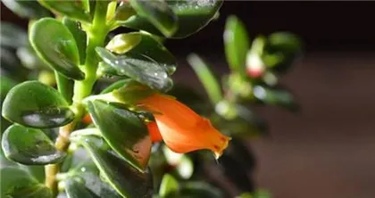 How to care for a goldfish plant? How does the goldfish plant like light?2