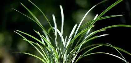 Can Enzymes Water Orchids? (Exploring the Role and Usage of Enzymes in Orchid Care)1