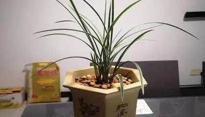 Can Enzymes Water Orchids? (Exploring the Role and Usage of Enzymes in Orchid Care)2