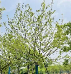 The main tree species suitable for planting in Xuzhou (promoting the cultivation of preferred species to build a beautiful Xuzhou)0