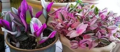 How to care for a Pothos to make it more lush? (From watering to fertilizing, a comprehensive understanding of Pothos care techniques)0