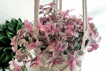 How to care for a Pothos to make it more lush? (From watering to fertilizing, a comprehensive understanding of Pothos care techniques)1
