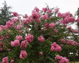 The main tree species suitable for planting in Xuzhou (promoting the cultivation of preferred species to build a beautiful Xuzhou)1