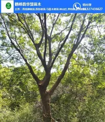 The main tree species suitable for planting in Xuzhou (promoting the cultivation of preferred species to build a beautiful Xuzhou)2