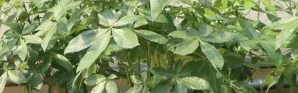 The Best Time and Methods for Pruning Money Trees (Make Your Money Tree Healthier and More Vibrant)