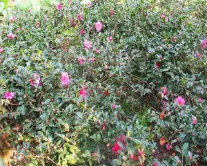 Cherry Blossom Flower Fertilizer Selection and Application Techniques (Answering Your Cherry Blossom Flower Fertilizer Questions, Easily Master Fertilizing Techniques)