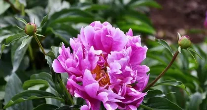 Detailed Care and Management Methods for Peonies (Unveiling What Peonies Love and Fear)0