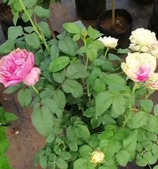Advantages and Disadvantages of友禅 Roses (Beauty in Bloom and Care Challenges Coexist)0
