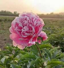 Detailed Care and Management Methods for Peonies (Unveiling What Peonies Love and Fear)1