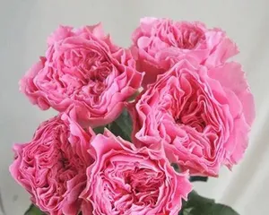 Advantages and Disadvantages of友禅 Roses (Beauty in Bloom and Care Challenges Coexist)1