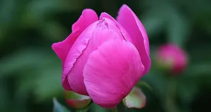 Detailed Care and Management Methods for Peonies (Unveiling What Peonies Love and Fear)2