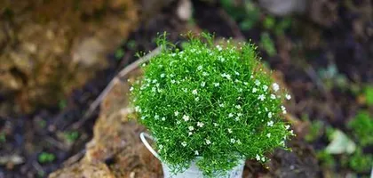 Care Methods for满天星盆栽详解 (Simple and Easy, Let You Easily Create a盆栽 Garden)0