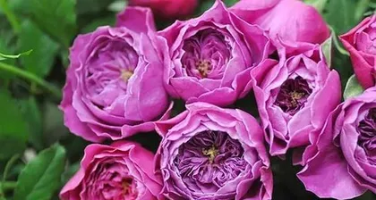 Advantages and Disadvantages of友禅 Roses (Beauty in Bloom and Care Challenges Coexist)2