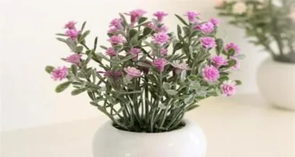 Care Methods for满天星盆栽详解 (Simple and Easy, Let You Easily Create a盆栽 Garden)1
