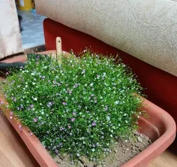 Care Methods for满天星盆栽详解 (Simple and Easy, Let You Easily Create a盆栽 Garden)2