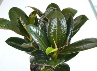 The Secret to Growing Rubber Trees Indoors (Conditions for Rubber Tree Growth, Care Tips, and Precautions)0