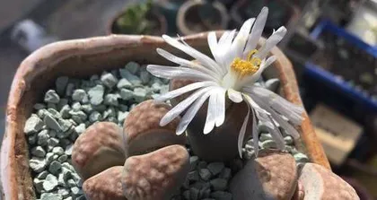 Growing and Caring for Lithops (Understanding the Sowing Time and Techniques of Lithops, Creating a Beautiful Stone Garden)0