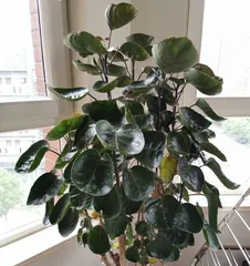 The Secret to Growing Rubber Trees Indoors (Conditions for Rubber Tree Growth, Care Tips, and Precautions)1
