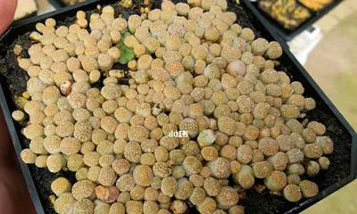 Growing and Caring for Lithops (Understanding the Sowing Time and Techniques of Lithops, Creating a Beautiful Stone Garden)1