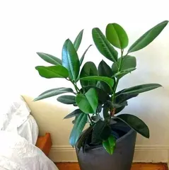 The Secret to Growing Rubber Trees Indoors (Conditions for Rubber Tree Growth, Care Tips, and Precautions)2
