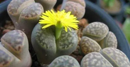Growing and Caring for Lithops (Understanding the Sowing Time and Techniques of Lithops, Creating a Beautiful Stone Garden)2