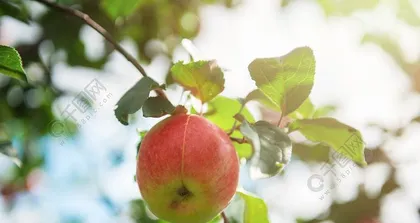 Is an apple a plant? - Unveiling the fruit of the apple tree (Characteristics of the apple tree and the nutritional value of its fruit, learn more!)