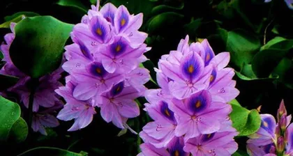 Notes on indoor care of Eichhornia crassipes (Understanding the toxicity and care methods of Eichhornia crassipes)0