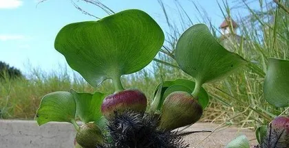 Notes on indoor care of Eichhornia crassipes (Understanding the toxicity and care methods of Eichhornia crassipes)1