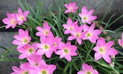 Notes on indoor care of Eichhornia crassipes (Understanding the toxicity and care methods of Eichhornia crassipes)2
